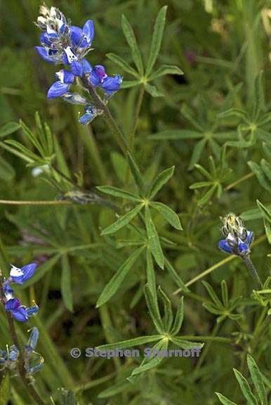 lupinus bicolor 3 graphic